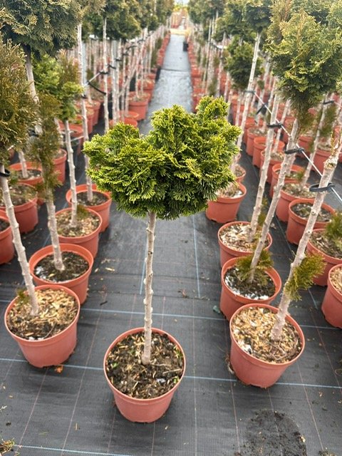 Spygliuotis, puskiparisis bukasis "Nana gracilis", ant stiebo, vazonėlio skersmuo 23 cm.