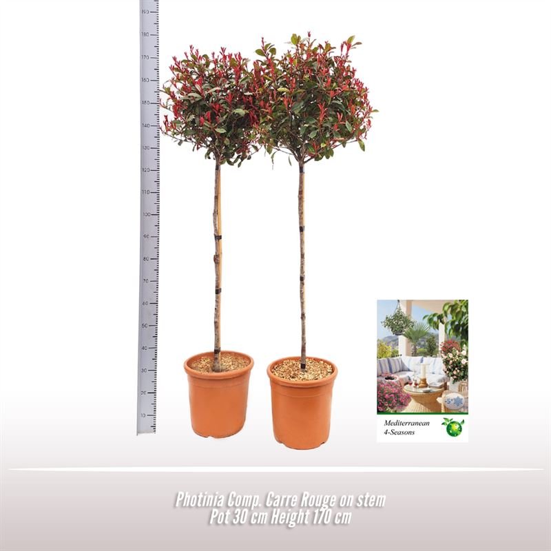 Dekoratyvinis krūmas, fotinija "Comp", ant stiebo, vazonėlio skersmuo 30 cm.