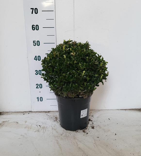 Dekoratyvinis krūmas, ožekšnis "Gr Spire", vazonėlio skersmuo 24 cm.