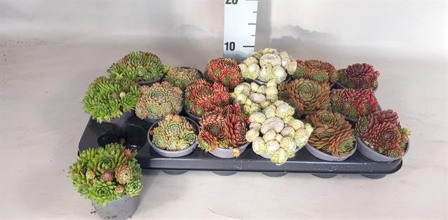 Alpinariumo augalas, įvairūs, vazonėlio skersmuo 9 cm.