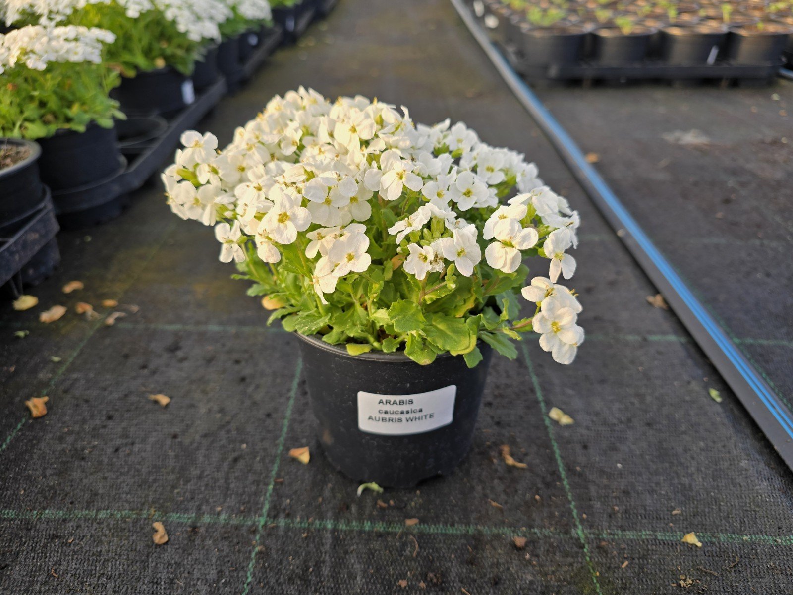 Daugiametė gėlė, vaistutis, vazonėlio skersmuo 12 cm.