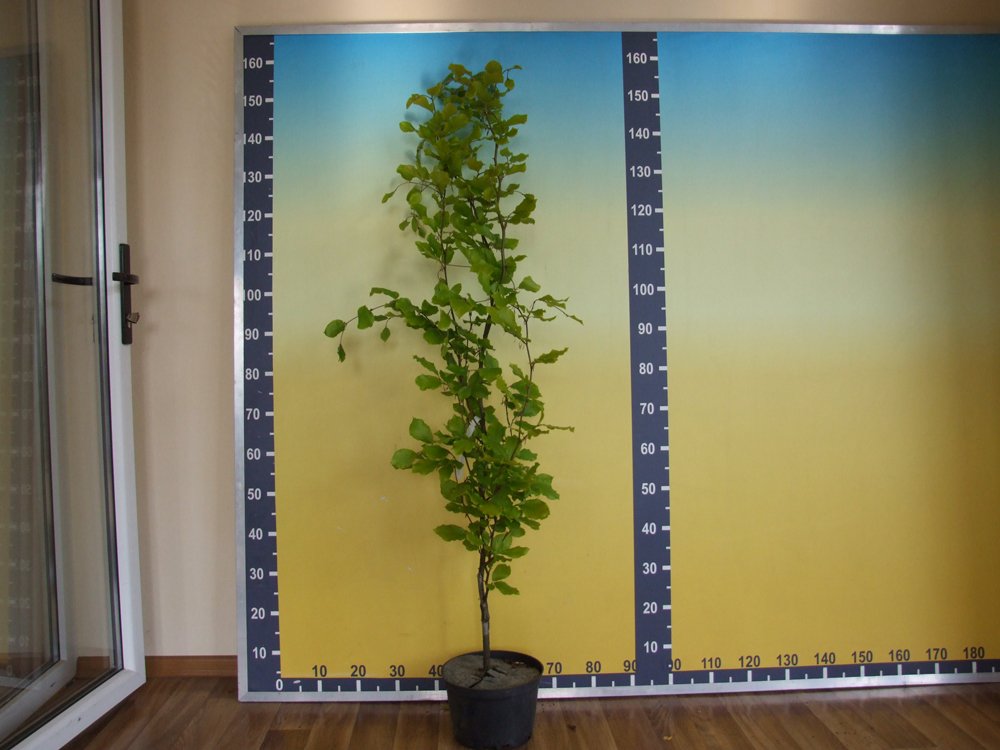 Dekoratyvinis medis, bukas paprastasis "Dawyck Gold", aukštis 60-80 cm., vazonas 5 l.