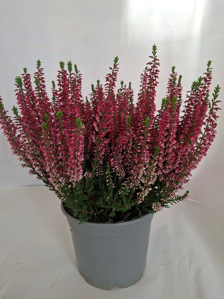 Vienmetė gėlė, viržis, vazono skersmuo 17 cm.