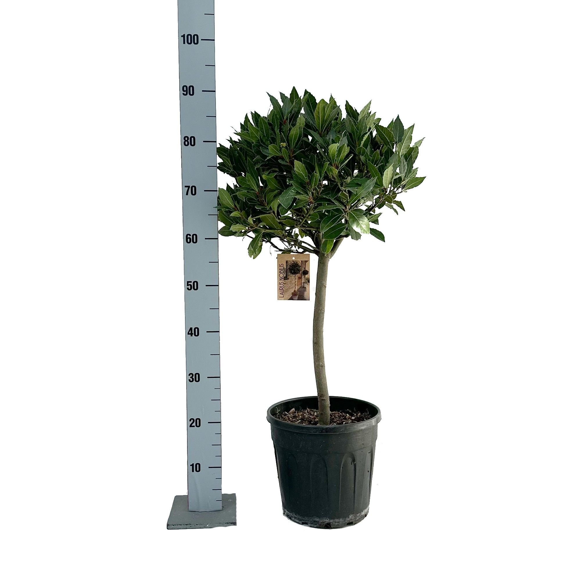 Dekoratyvinis krūmas, lauramedis, ant stiebo, vazonėlio skersmuo 25 cm.