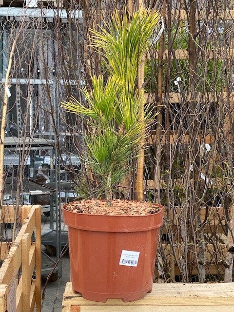 Spygliuotis, pušis dekoratyvinė "Thunber Ogon", vazonėlio skersmuo 23 cm.