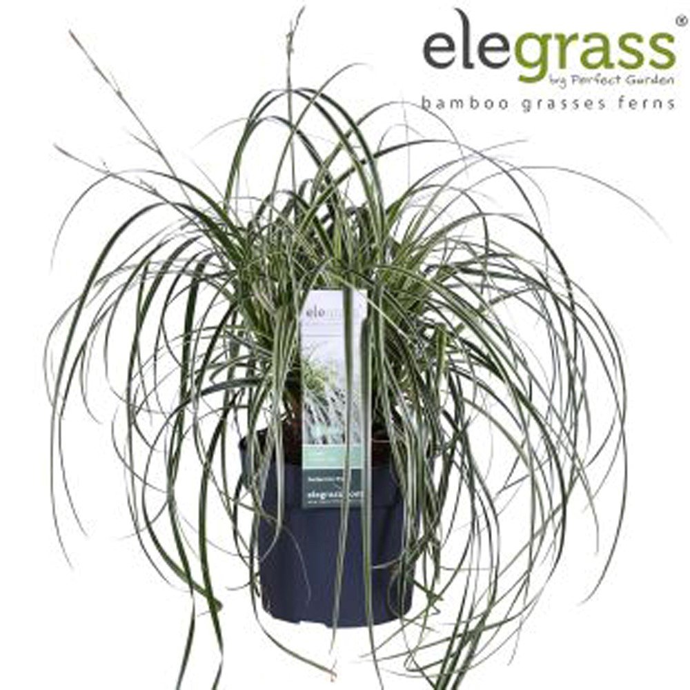 Žolinis augalas, viksva "Feather Falls", vazonėlio skersmuo 19 cm.