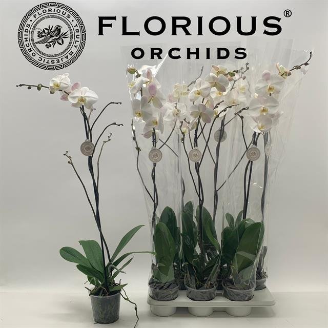 Kambarinis augalas, orchidėja (Phalaenopsis), 1 šaka, vazonėlio skersmuo 15 cm.