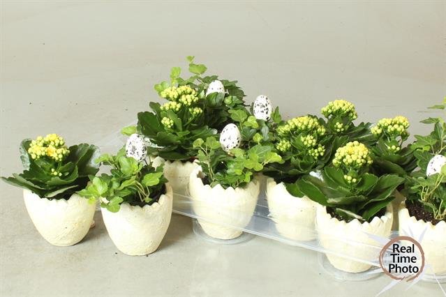 Kambarinis augalas, Velykinė kompozicija "Kiaušinis", vazonėlio skersmuo 9 cm.