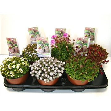 Alpinariumo augalas, uolaskėlės, įvairios, vazonėlio skersmuo 17 cm.