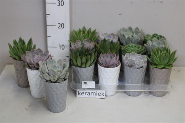 Kambarinis augalas, kalvorė, įvairios, vazonėlio skersmuo 9 cm.
