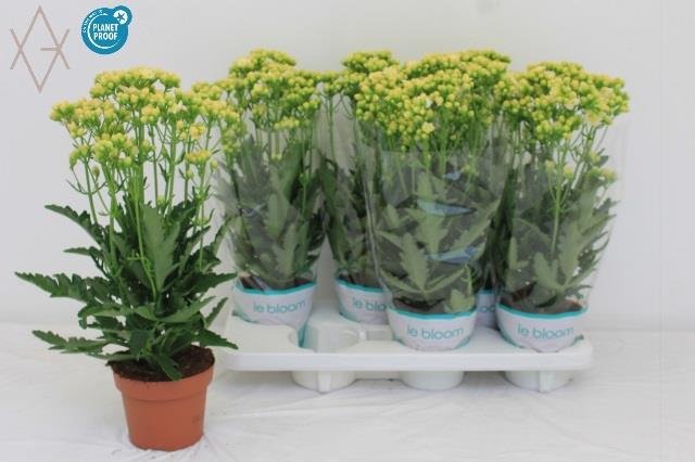 Kambarinis augalas, kalankė "Sunny White", vazonėlio skersmuo 14 cm.