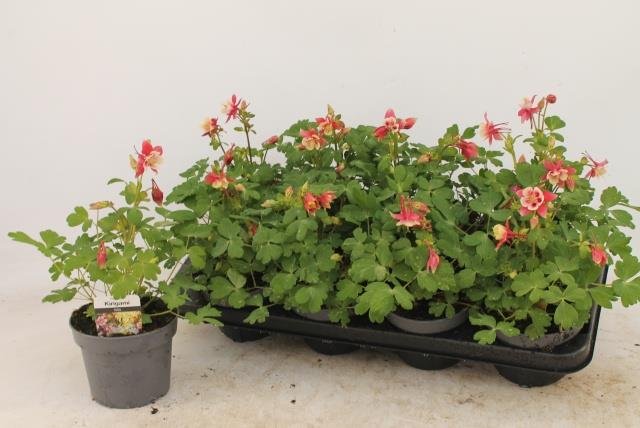 Daugiametė gėlė, sinavadas, vazonėlio skersmuo 13 cm.