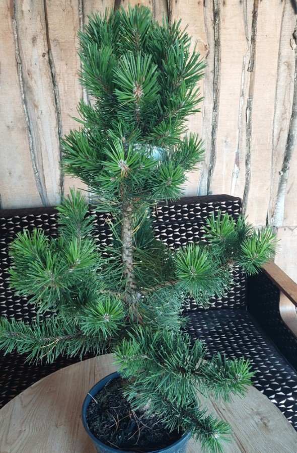 Spygliuotis, pušis "La Cabana", vazonėlio skersmuo 19 cm.