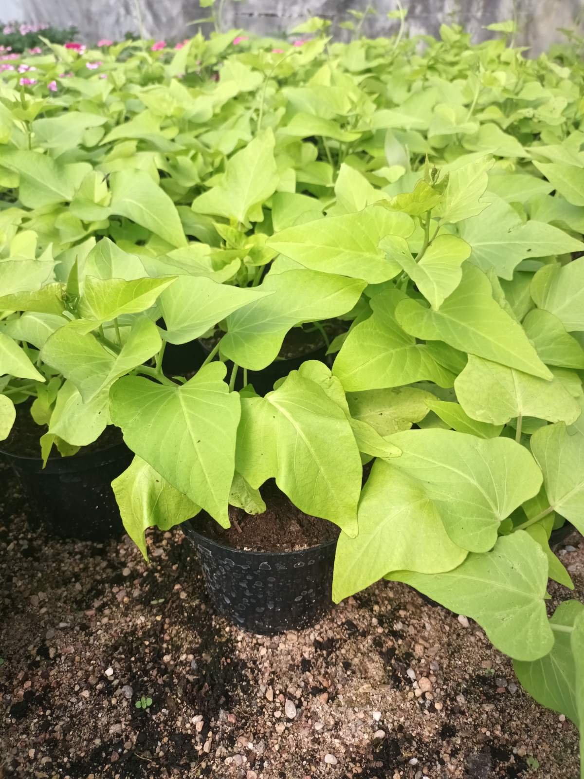 Lauko gėlė, krūminė IPOMEA, vazonėlio skersmuo 14 cm.