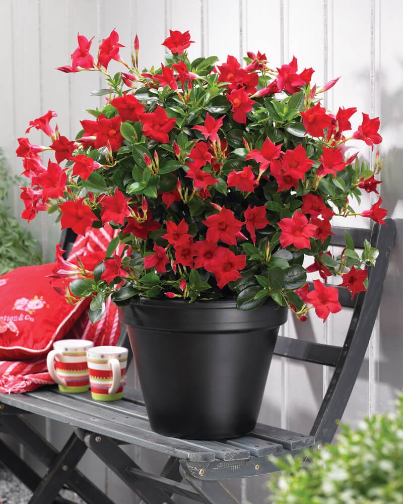 Vienmetė gėlė, sundavilė, 3 daigai, vazonėlio skersmuo 12 cm.