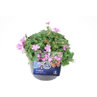 Alpinariumo augalas, dalgutis "Bishops", vazonėlio skersmuo 13 cm.