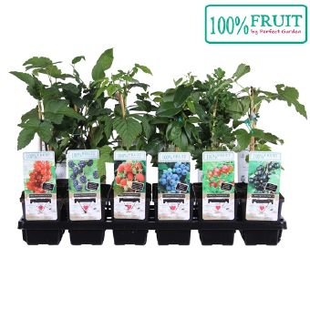 Vaiskrūmis, vazonėlio skersmuo 9 cm.