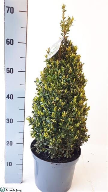 Dekoratyvinis krūmas, buksmedis "Piramidė", vazonėlio skersmuo 23 cm.