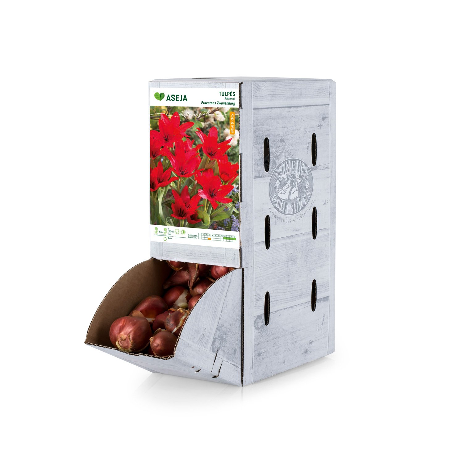 Botaninių tulpių Praestans Zwanenburg svogūnėlis ASEJA, 1 vnt., 7/8, Rackbox, 84040507, (R)
