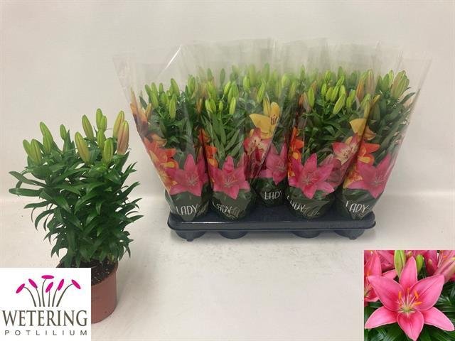 Kambarinis augalas, lelija "Tiny Pearl", vazonėlio skersmuo 13 cm.