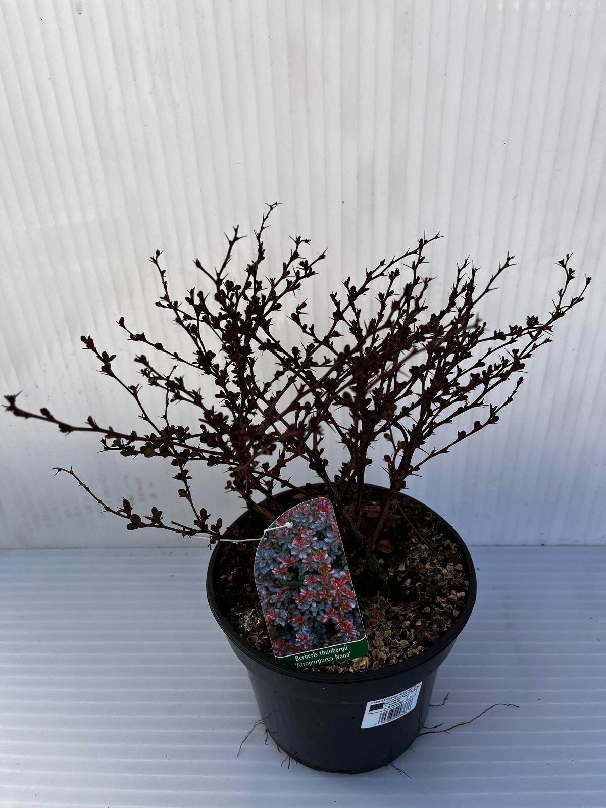 Dekoratyvinis krūmas, raugerškis tunbergo "Artropurpurea Nana", vazonas 2 l.