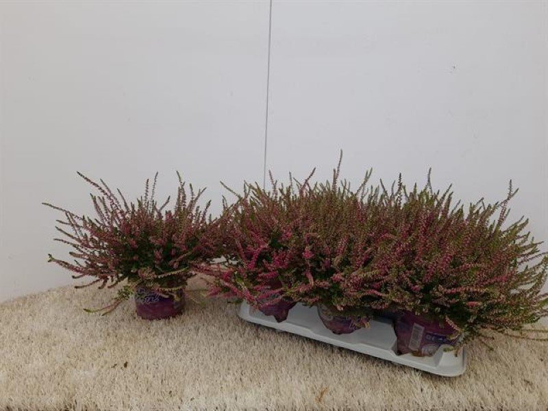 Vienmetė gėlė, viržis "Miessne", vazonėlio skersmuo 12 cm.