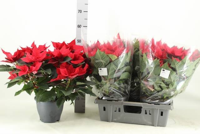 Kambarinis augalas, puansetija "Viking", vazonėlio skersmuo 23 cm.