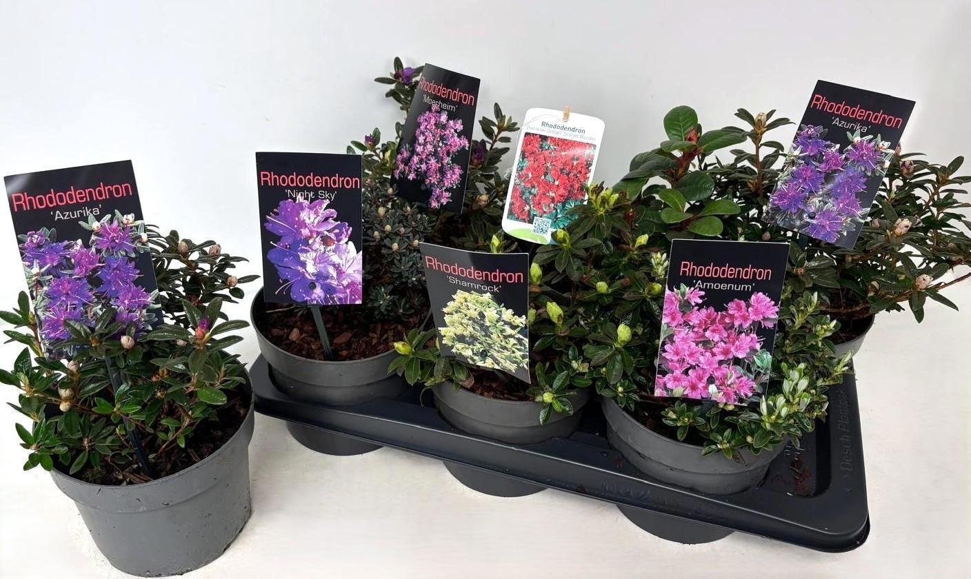 Dekoratyvinis krūmas, rododendras, įvairūs, vazonėlio skersmuo 17 cm.