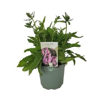 Daugiametė gėlė, notra "Summer Sweets", vazono skersmuo 17 cm.