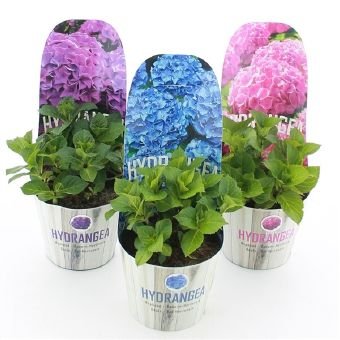 Dekoratyvinis krūmas, hortenzija didžialapė, vazono skersmuo 17 cm.