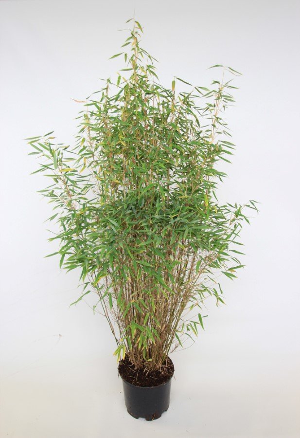 Žolinis augalas, skėtinis bambukaitis "Fresh Green", aukštis 100-125 cm., vazonas 10 l.