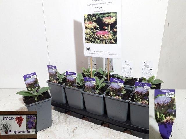 Daugiametė gėlė, artišokas, vazonėlio skersmuo 14 cm.