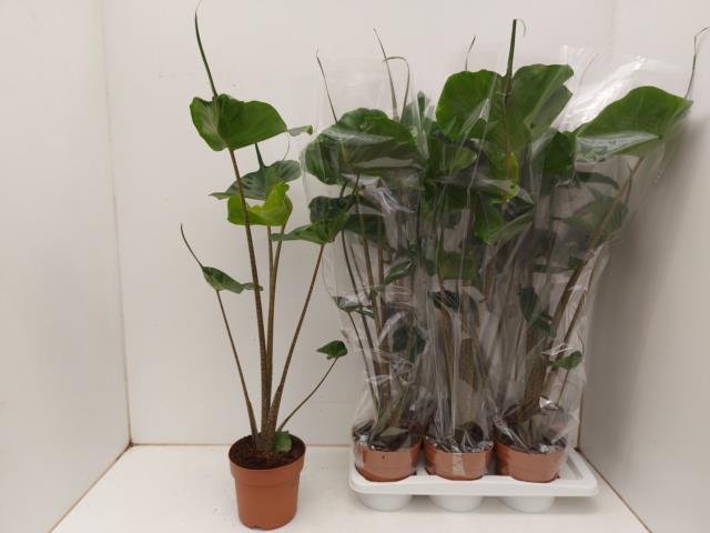 Kambarinis augalas, alokazija "Stingray", vazonėlio skersmuo 17 cm.