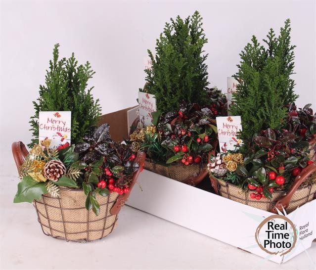 Kalėdinė kambarinių augalų kompozicija, vazonėlio skersmuo 17 cm.