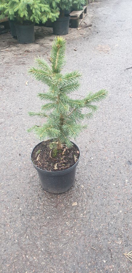Sidabrinė eglė (Picea pungens) auginta vazone, aukštis 40-60 cm.