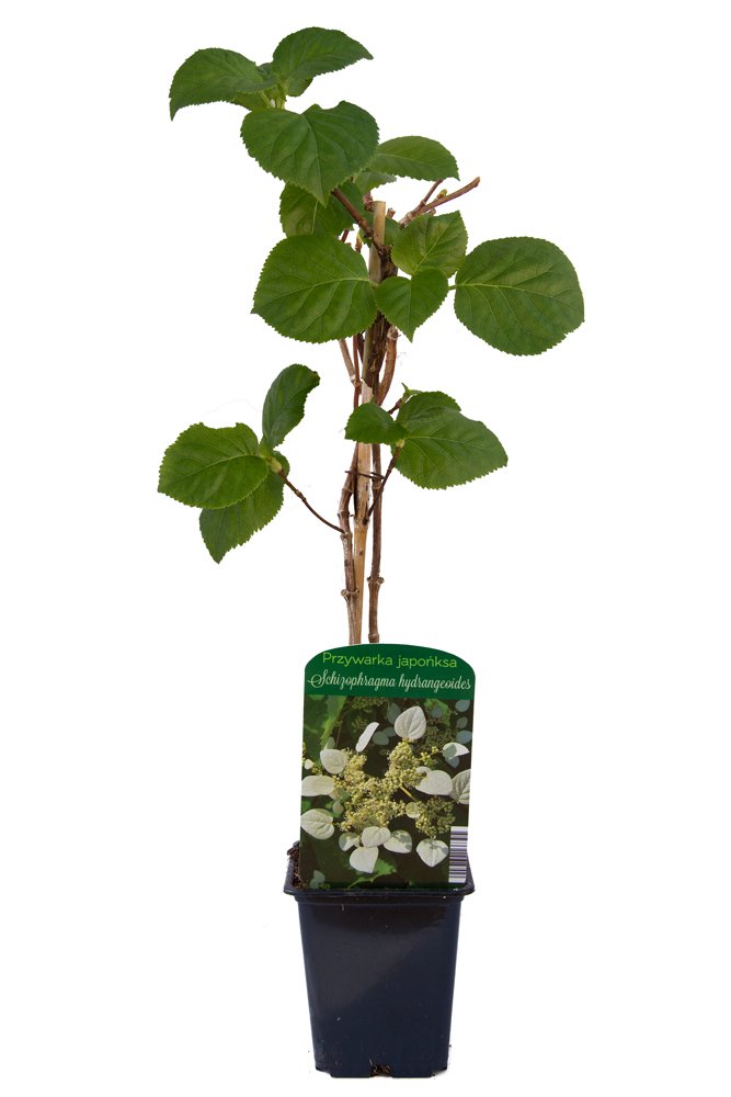 Vijoklinis augalas, hortenzinė skeltė, įvairios veislės, vazonėlio skersmuo 9 cm.