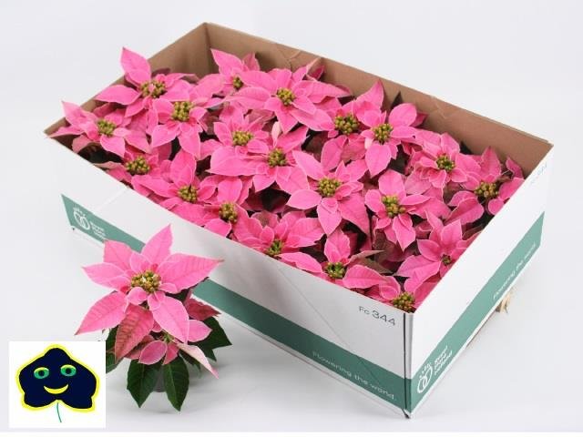 Kambarinis augalas, puansetija, rožinės spalvos, vazonėlio skersmuo 6 cm.