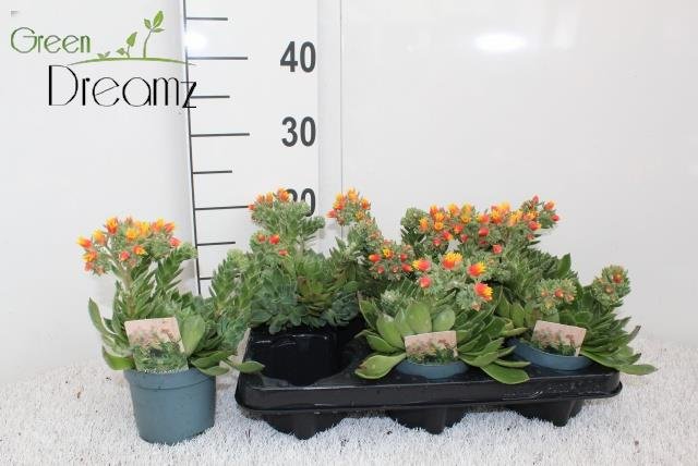 Kambarinis augalas, kalvorė (eševerija), vazonėlio skersmuo 10 cm.