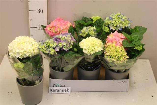 Kambarinis augalas, hortenzija, įvairios, vazonėlio skersmuo 10 cm.
