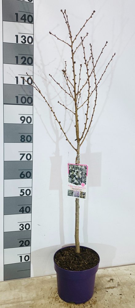 Dekoratyvinis medis, sakura "Brilliant", vazonėlio skersmuo 29 cm.