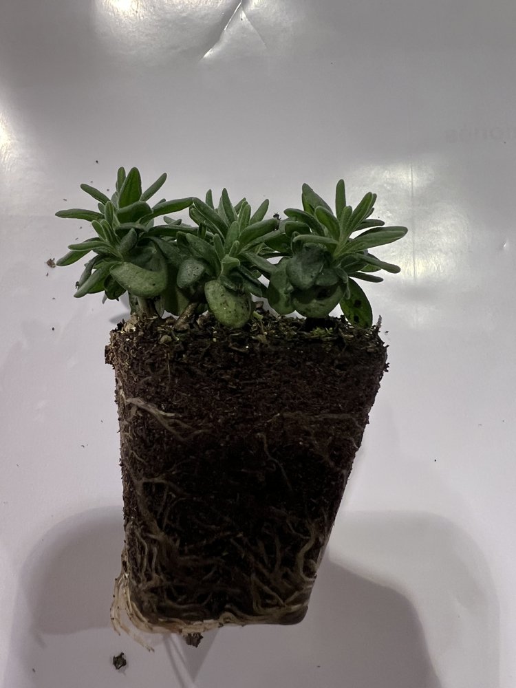 Daugiametės gėlės daigelis, levanda "Valence Dark Violet" FLORENSIS