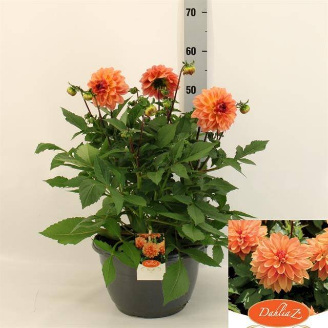 Vienmetė gėlė, jurginas "Garden Peach", vazonėlio skersmuo 27 cm.