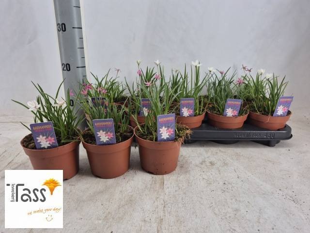 Daugiametė gėlė, troškutė paprastoji "Stars Meng", vazonėlio skersmuo 12 cm.