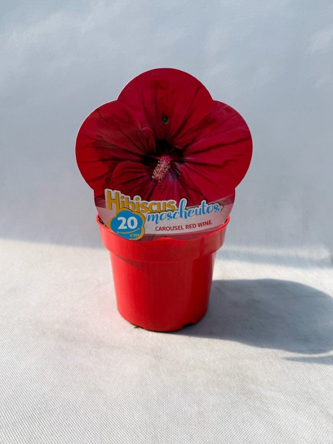 Daugiametė gėlė, kinrožė "Carousel Red Wine", vazonas 2 l.