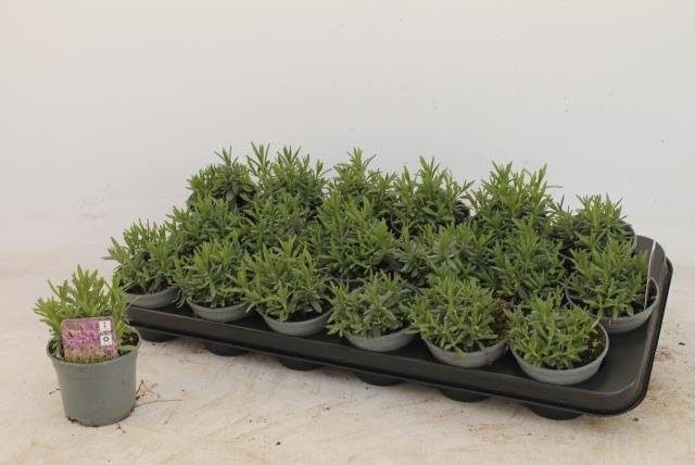 Daugiametė gėlė, levanda "Hidcote", vazonėlio skersmuo 9 cm.