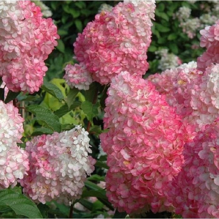 Dekoratyvinis krūmas, šluotelinė hortenzija "Strawberry Blossom", vazonėlio skersmuo 21 cm.