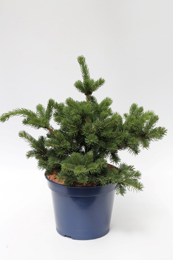 Spygliuotis, eglė dygioji "Lucky Strike", vazonėlio skersmuo 23 cm.