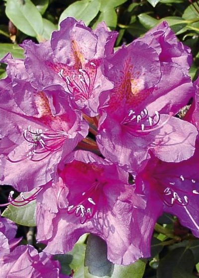 Dekoratyvinis krūmas, rododendras, hibridas "Pink Purple Dreem"