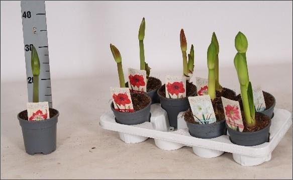 Kambarinis augalas, amarilis, įvairūs, vazonėlio skersmuo 13 cm.