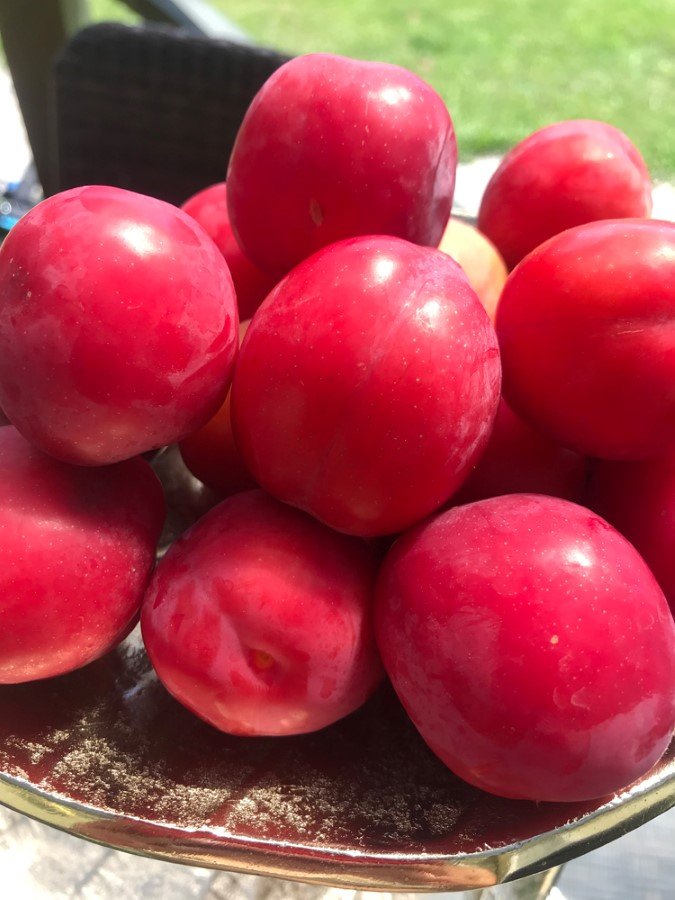 Vaismedis, slyva "Ijulskaja Roza"